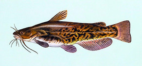 Brown Bullhead